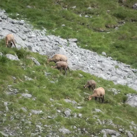 Apartment Riedling Going am Wilden Kaiser