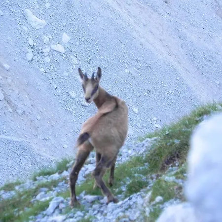 Riedling * Going am Wilden Kaiser